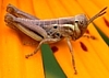 Short-horned Grasshopper Nymph