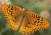 Greater Fritillary