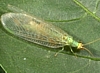 Green Lacewing