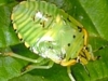 Green Stink Bug Nymph