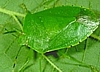 Green Stink Bug