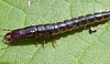 Ground beetle larva