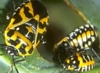 Harlequin Bug