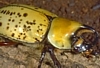 Hercules Beetle