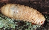 Hercules Beetle Grub