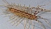 House Centipede