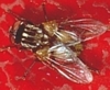 House Fly