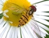 Hover Fly