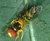 Hover Fly