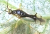 Hyaliodes vitripennis