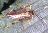 Ichnuemon Wasp