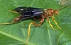 Ichnuemon Wasp