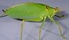 Long-horned Grasshopper