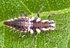 Green Lacewing Larva