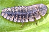 Lightningbug Larva