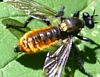 Laphria genus