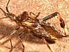 Western Conifer Seed Bug