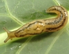 Three-banded Garden Slug