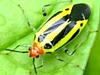 Four-Lined Plant Bug