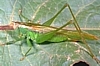 Long-horned Grasshopper