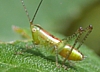 Long-horned Grasshopper Nymph