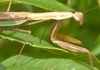 Chinese Mantid