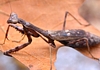 Carolina Mantid