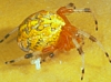 Marbled Spider