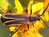 Soldier Beetles