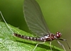 Mayfly