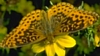 Meadow Fritillary