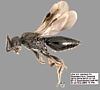 Megaspilid Wasp