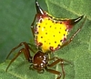 Arrowshaped Micrathena