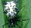 Spined Micrathena