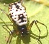 White Micrathena