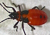 Milkweed Bug nymph