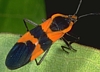 Large Milkweed Bug