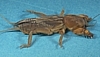 Mole Cricket