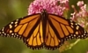 Monarch