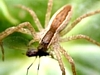 Nursery-Web Spiders