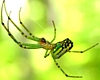 Orchard Spiders