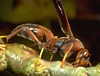 Paper Wasp