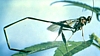 Pelecinid Wasp