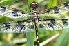 Banded Pennant