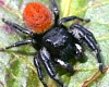 Phidippus sp.