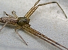 Tmarus sp.