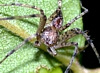 Running Crab Spider