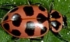 Pink Lady Beetle