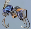 Spider Wasp