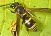 Potter Wasp